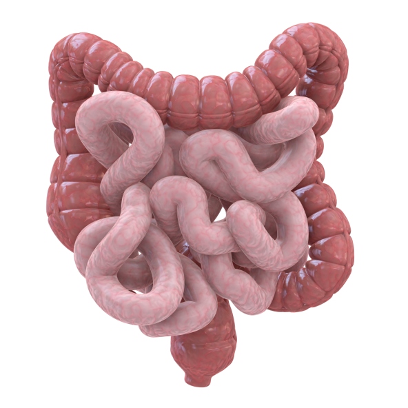 Colon-Intestines.jpg