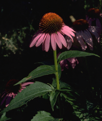 Echinacea-2.gif