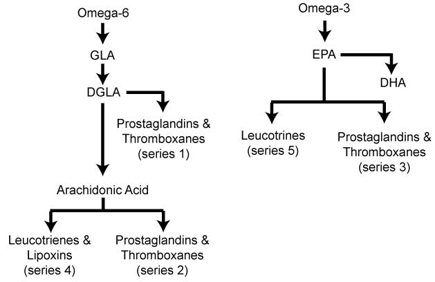 Fatty-Acid-Pathways.jpg