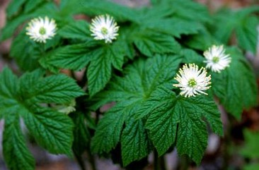 Goldenseal.jpg