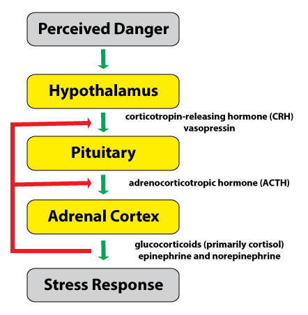 HPA-Axis