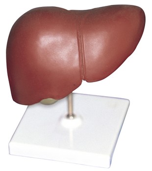 Liver.jpg