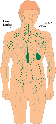 Lymphatics.gif