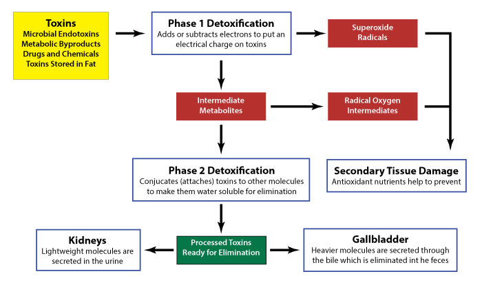 New-Liver-Detoxification.jpg