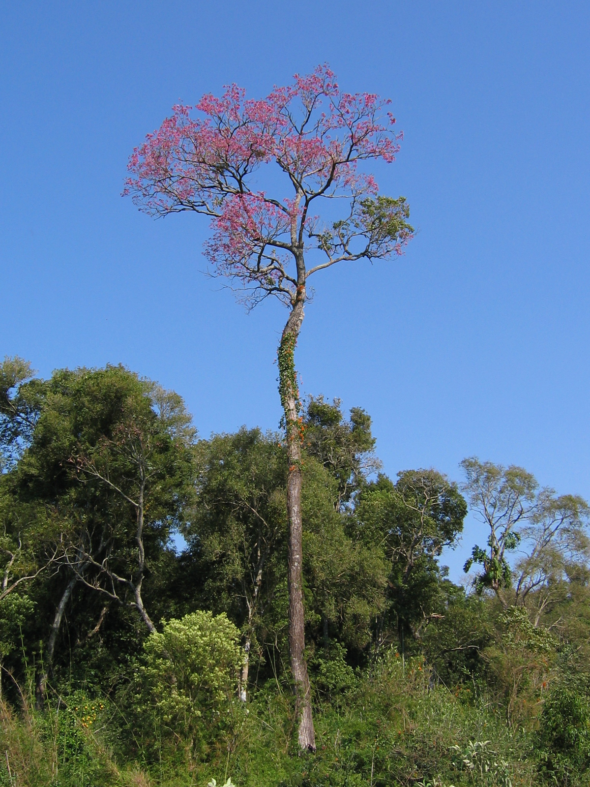 Tabebuia_avellanedae.jpg