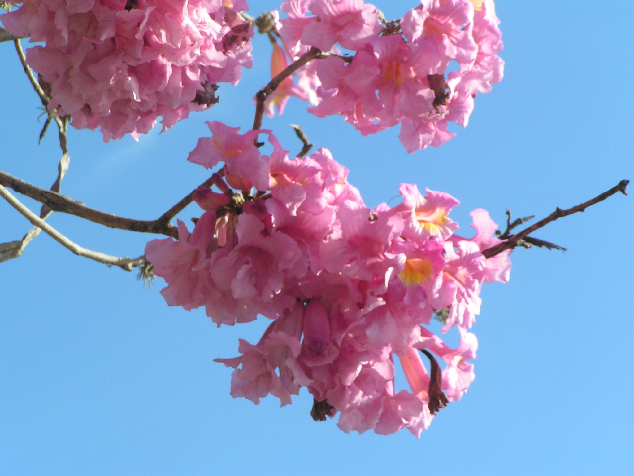 Tabebuia_impetiginosa_inflorescencia.jpeg