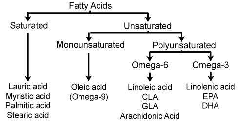 Types-of-Fatty-Acids.jpg Types-of-Fatty-Acids.jpg