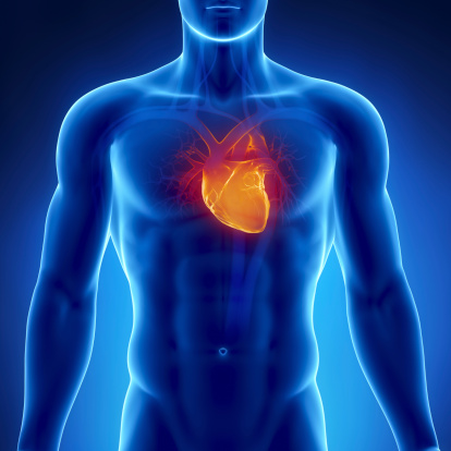 heart-in-chest.jpg heart-in-chest.jpg
