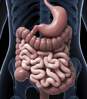 intestines