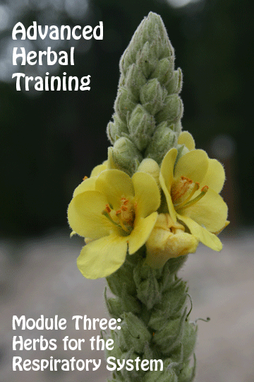 mullein-flower1.gif mullein-flower1.gif