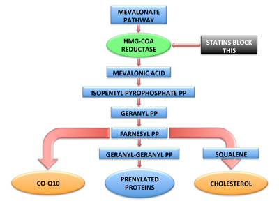 statin pathways