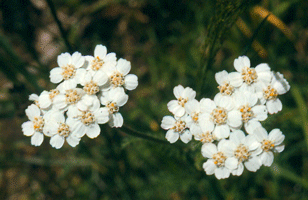 white-yarrow.gif