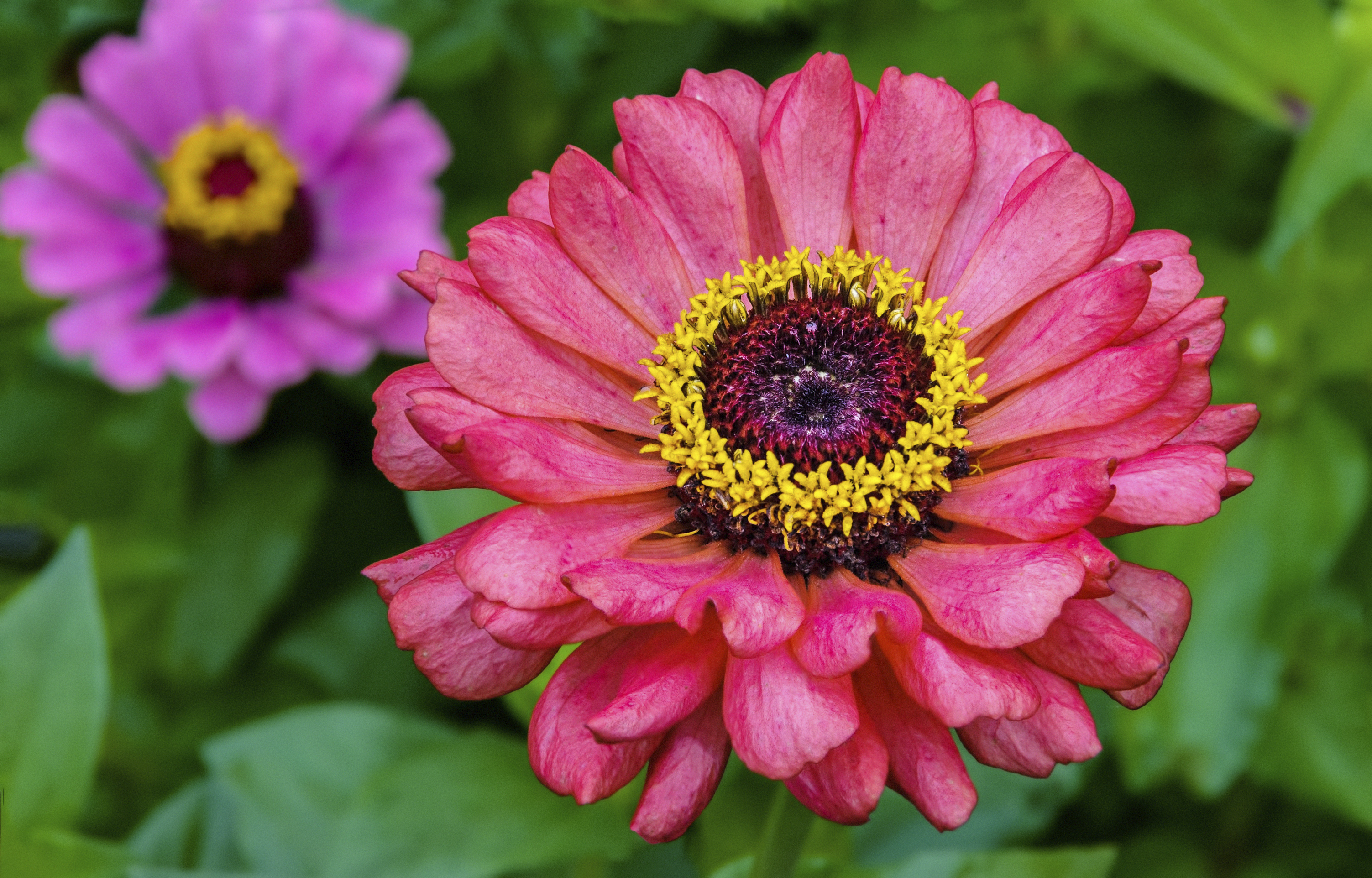 zinnia