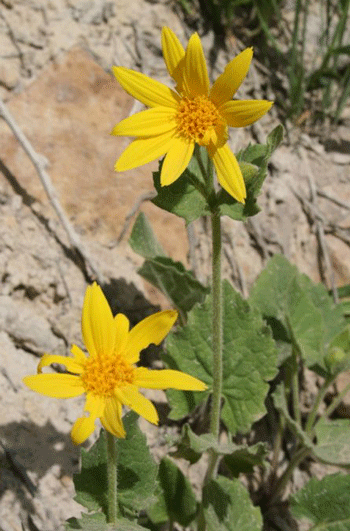 heart-leaf-arnica.gif